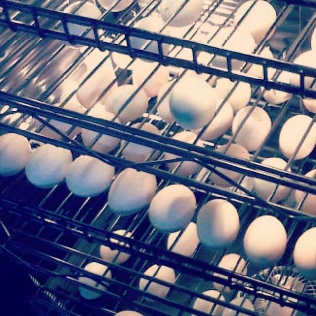 Ovos de papagaio férteis e papagaios bebês para venda