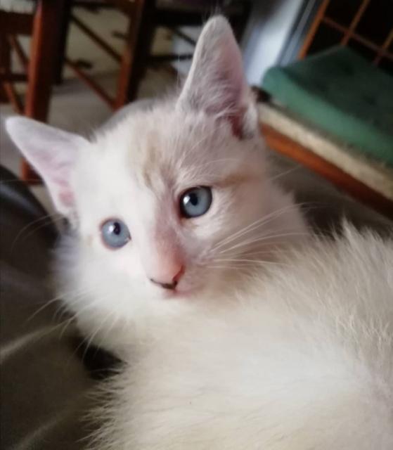 Gatinhos cremes e olhos azuis