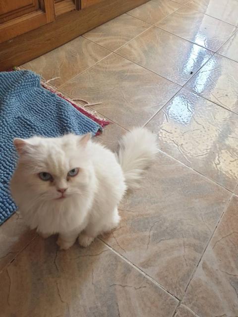 Gato persa branco