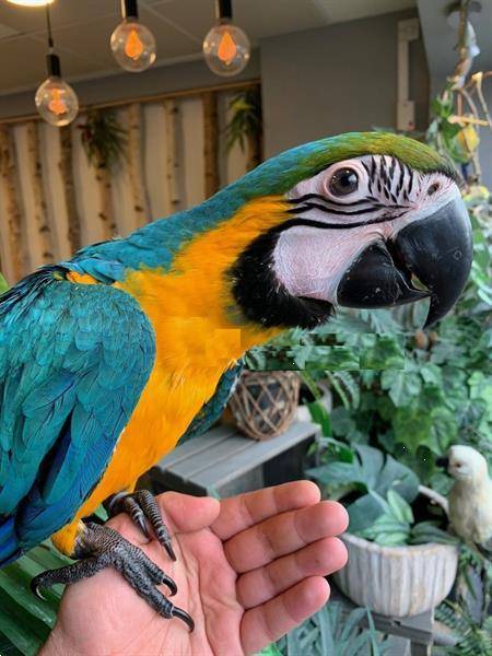 Papagaio de arara azul e dourado