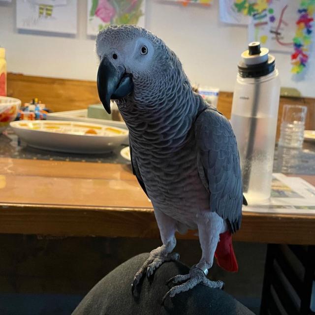 Available parrots