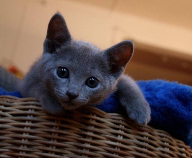 Vendo gatinhos azuis russos