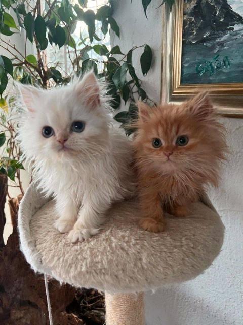 Gatinhos persas incríveis disponíveis