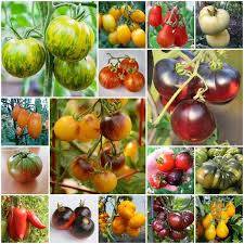 Conjunto de variedades de sementes (tomates)